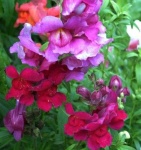 image of flower