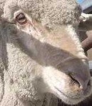 image of animal