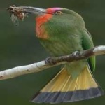 image of bird