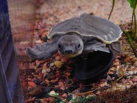 image of terrapin