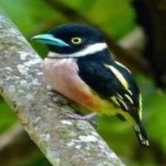 image of bird