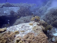 image of coral_reef #24