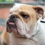 image of animal