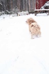 image of norfolk_terrier
