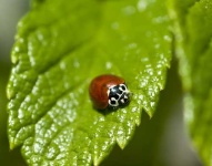 image of leaf_beetle