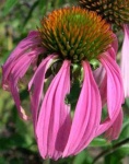 image of flower