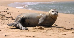 image of animal