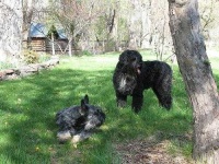 image of giant_schnauzer #11