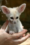 image of kit_fox