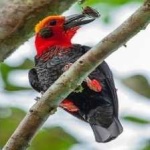 image of bird