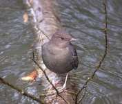 image of water_ouzel