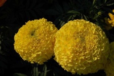 image of flower