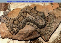 image of sidewinder