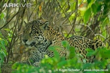 image of jaguar_car