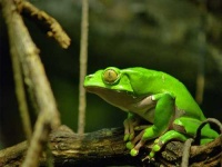image of tree_frog