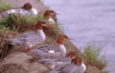 image of red_breasted_merganser
