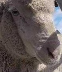 image of animal
