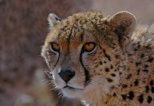 image of cheetah