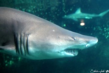 image of animal