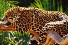 image of jaguar_car