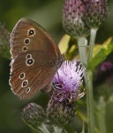image of ringlet