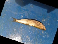 image of fish