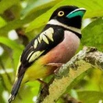 image of bird