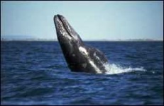 image of grey_whale