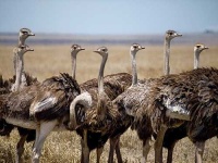 image of ostrich