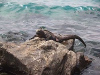 image of common_iguana