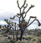 image of joshua_tree