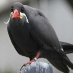 image of bird