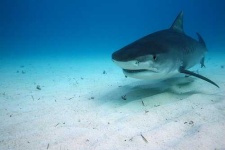 image of tiger_shark
