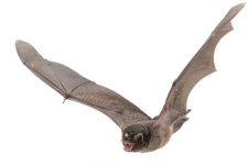 image of animal