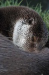 image of otter
