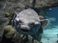 image of puffer