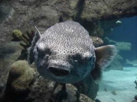 image of puffer #17