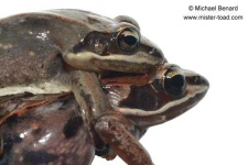 image of animal