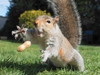 image of animal