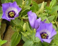 image of flower