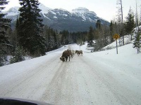 image of bighorn