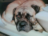 image of bull_mastiff