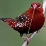 image of strawberry_finch #4