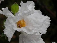 image of flower