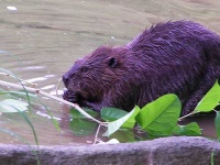 image of beaver