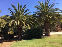 image of palm_tree #21