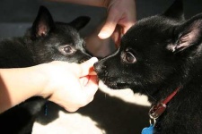 image of schipperke