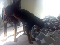 image of miniature_pinscher