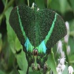 image of banded_butterfly #123