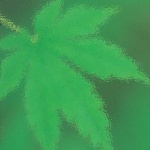 image of leaf